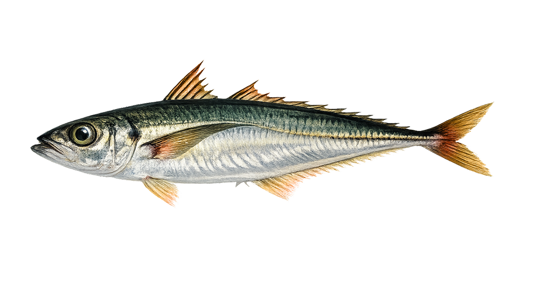 Jack mackerel (Trachurus murphyi) - WR, HGT, Seafrozen, Landfrozen