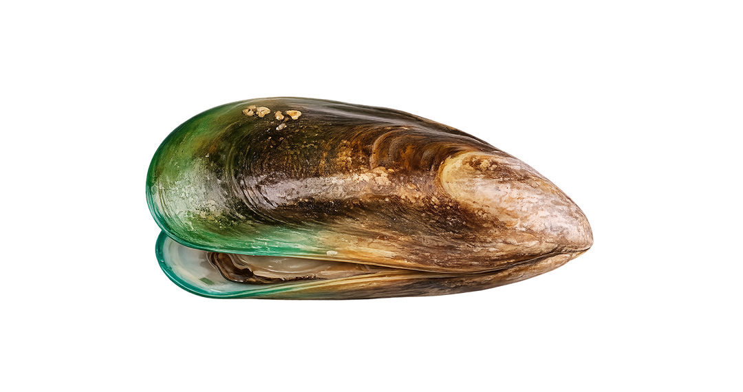 Greenshell mussels (Perna canaliculus) - Whole-shell, Half-shell ...