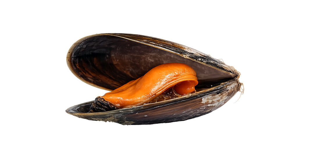 Chilean mussels (Mytilus chilensis) - Whole-shell, Half-shell, Mussel ...